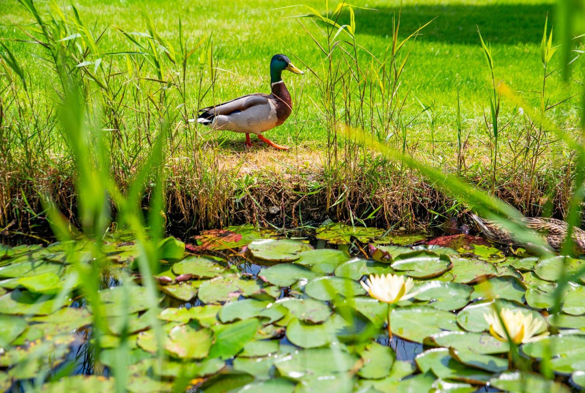 Orchidea Hotel Lipót Zewnętrze zdjęcie